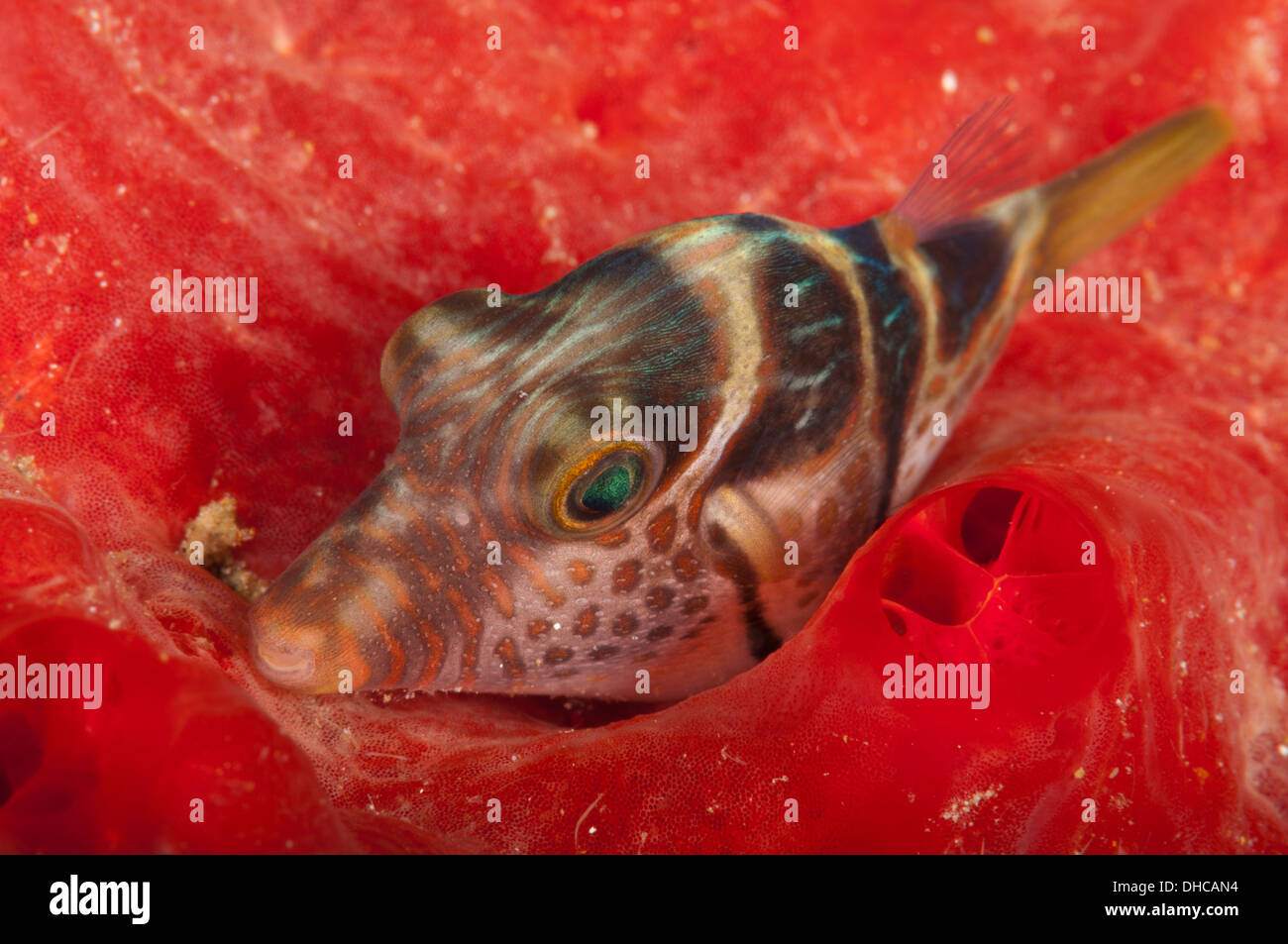 Sharpnose pufferfish Stock Photo