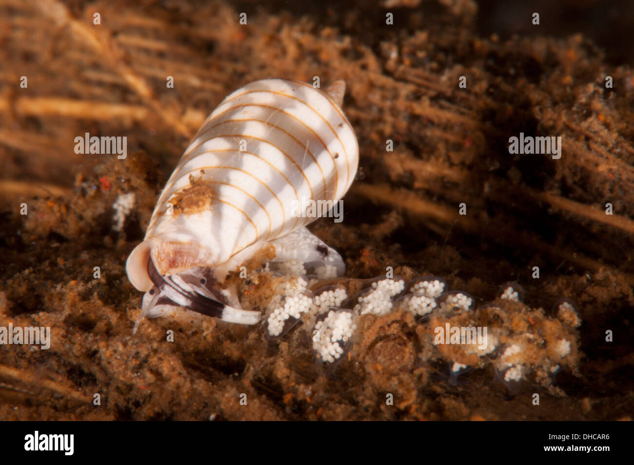 Sea snail eggs hires stock photography and images Alamy