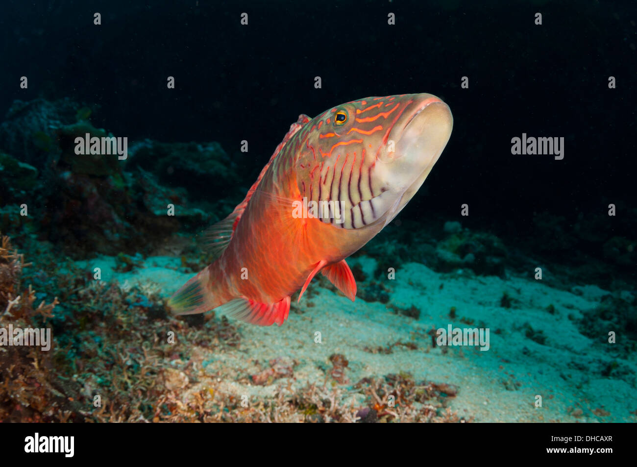 A wrasse swims over the reef Stock Photo