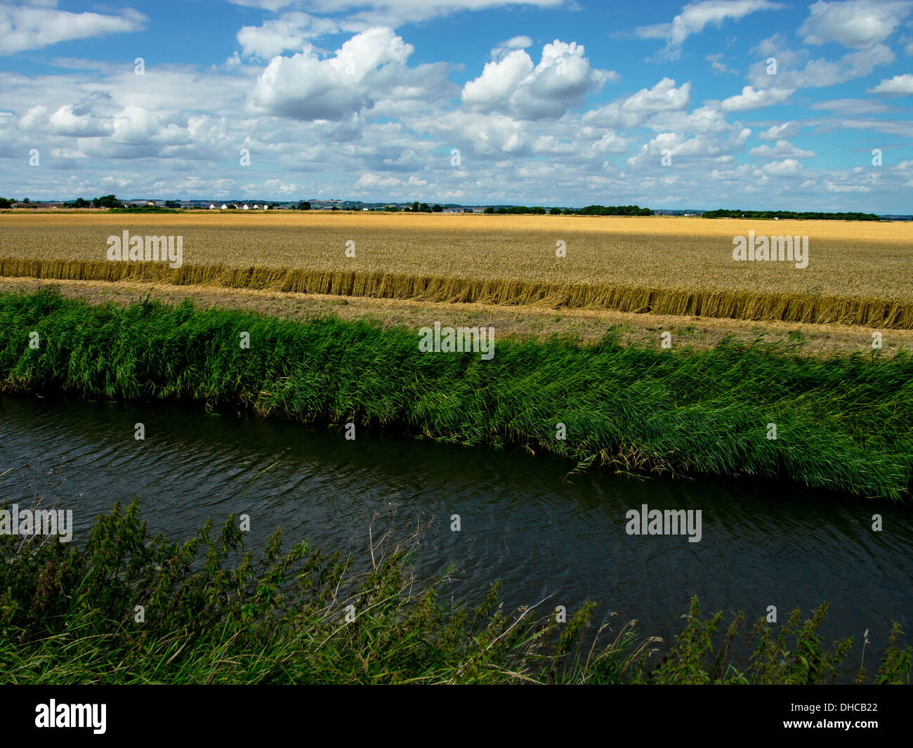 Wheat field and drainage Dyke Lincolnshire Stock Photo