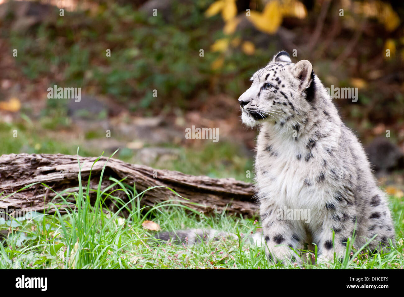 Baby Snow Leopard Stock Photo