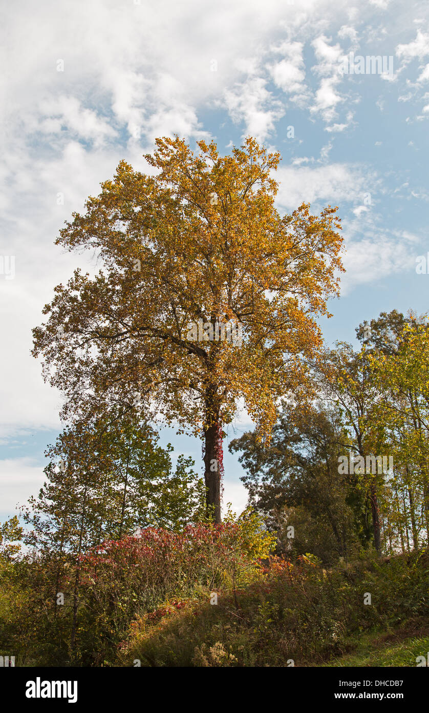 This tree, going through Autumn color changes, sits on a hill overlooking the Valley River in Murphy, North Carolina. Stock Photo