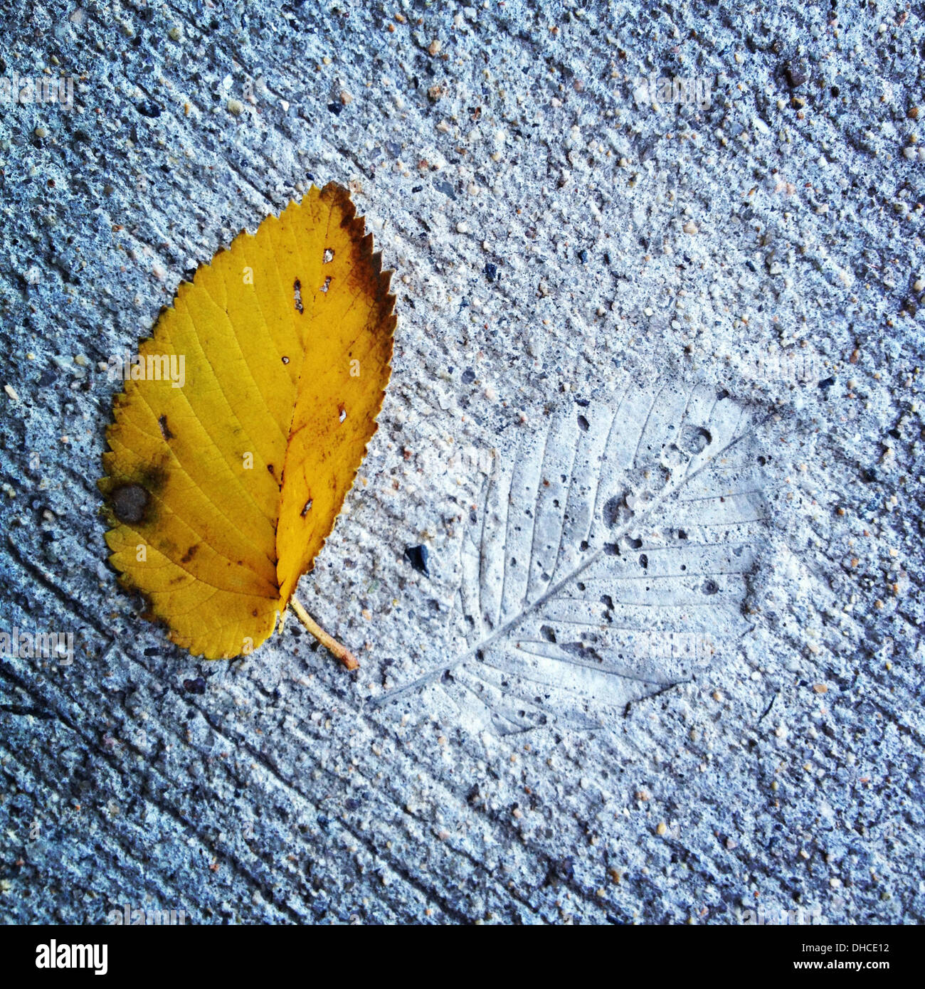 Yellow Leaf next to Leaf Imprint in Cement Stock Photo
