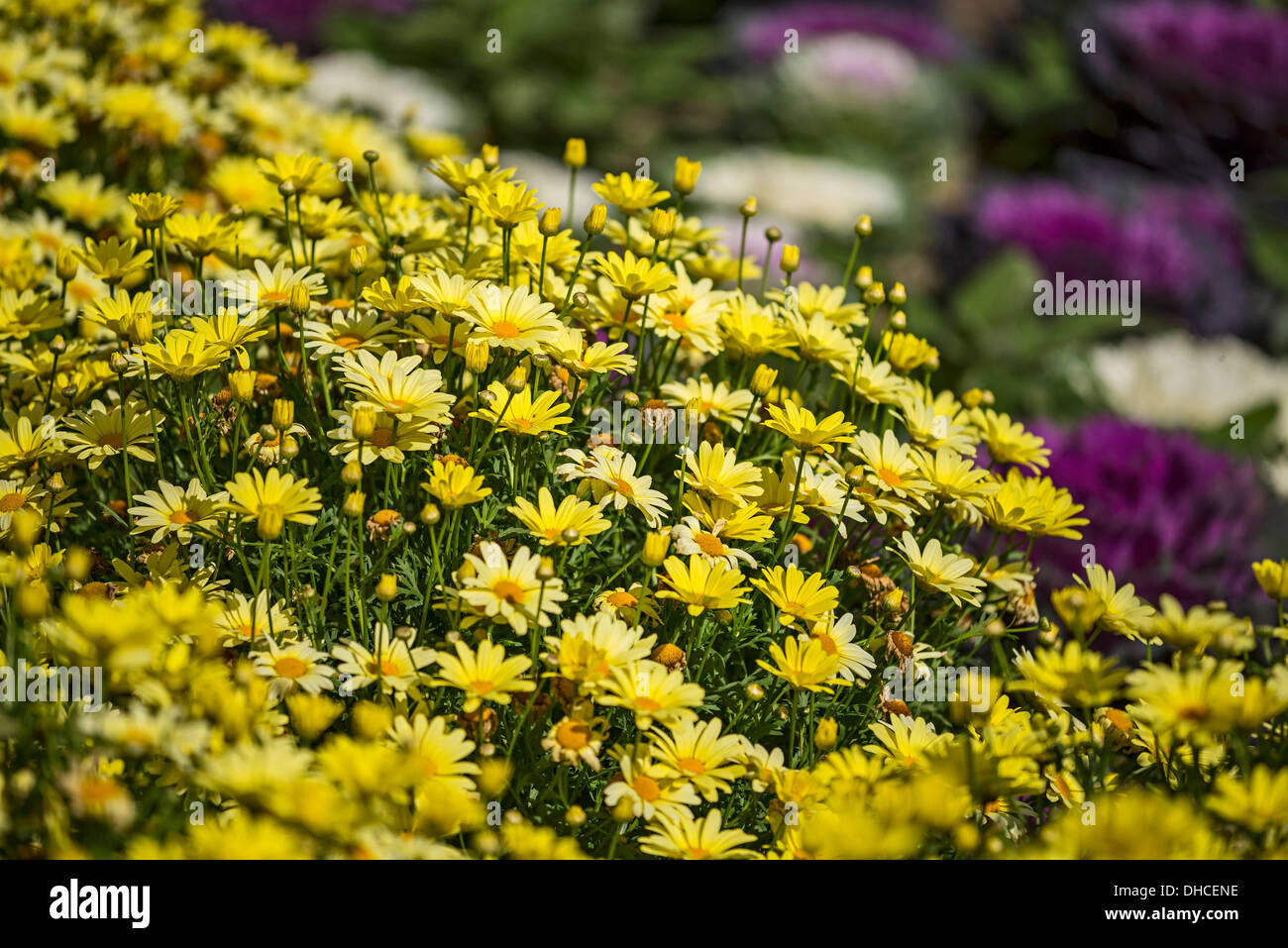 Beautiful field of yellow daisies Stock Photo Alamy