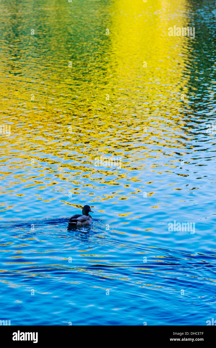 Mallard Duck on Cheyenne Lake, The Broadmoor, historic luxury hotel and