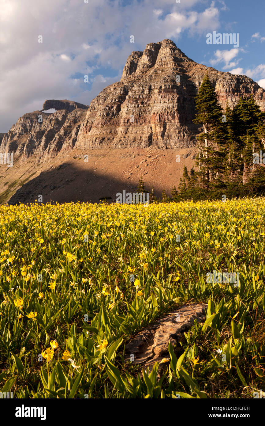 The Garden Wall above Glacier Lilies at Logan Pass, Glacier National Park, Montana. Stock Photo