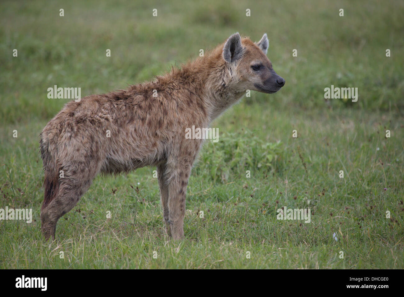 Hyena resting in the Ngorongoro crater. Tanzania Africa. Stock Photo