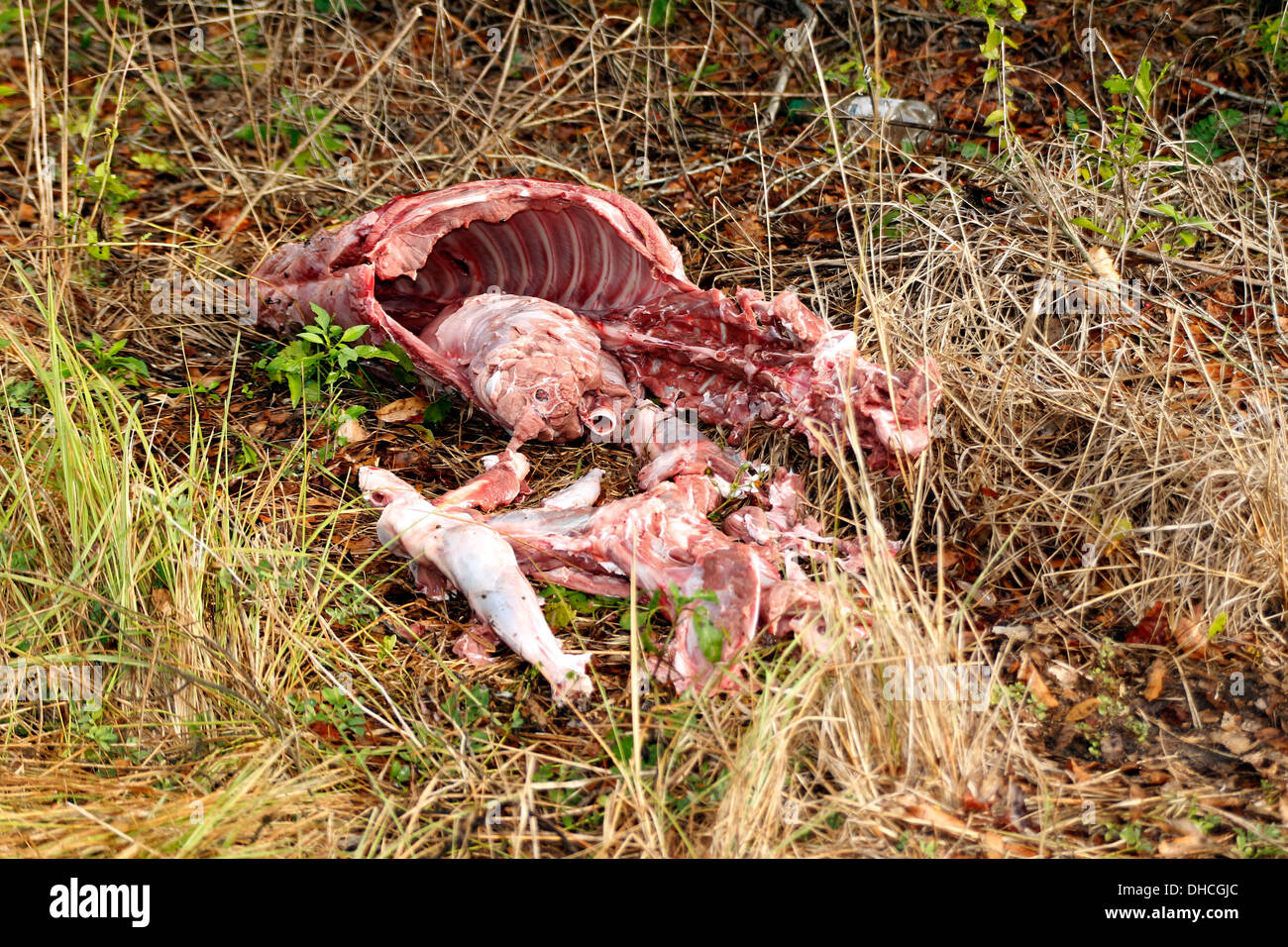 Fresh animal carcass left beside the roadside in Davenport, Florida, November 2013 Stock Photo