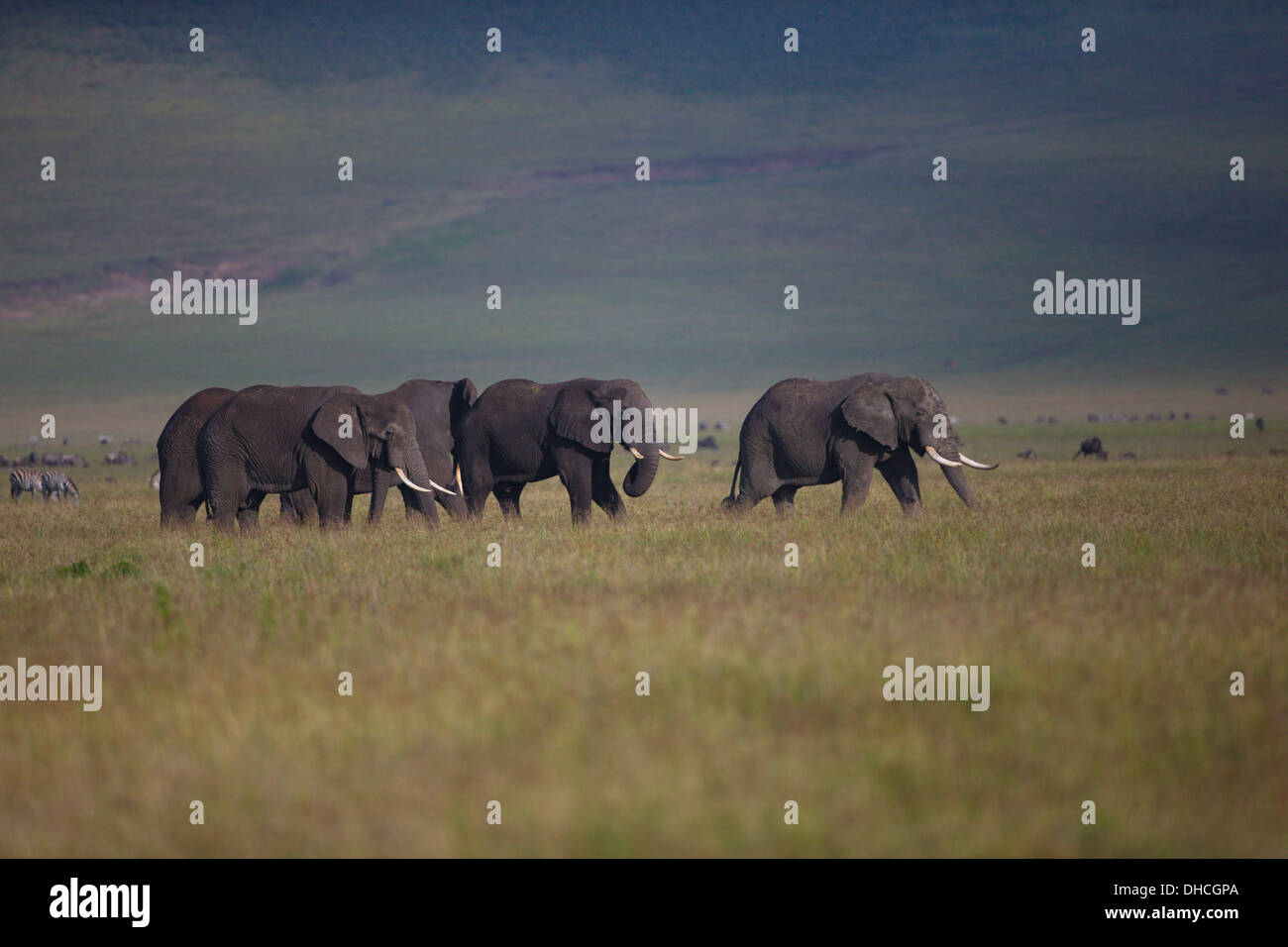 African Elephants grazing in the Ngorongoro Crater. Tanzania Africa. Loxodonta africana spp. Large Tusk Tuskers Poaching. Stock Photo