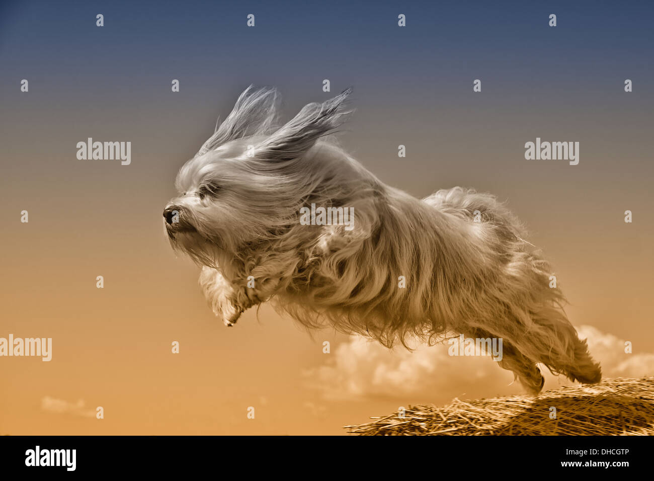 A longhaired dog flying through the air, the breed of dog is a
