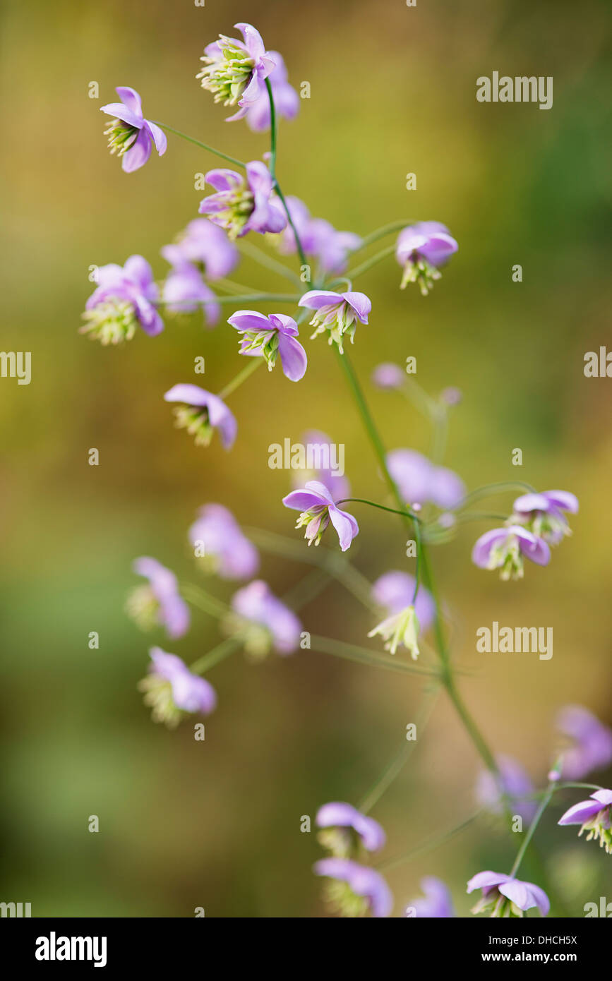 Chinese meadow rue, Thalictrum delavayi showing delicate flower panicles. Stock Photo