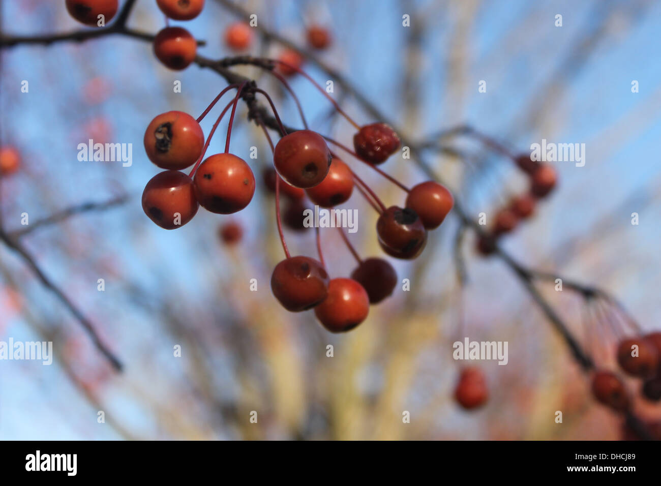 Red berry tree hi-res stock photography and images - Alamy