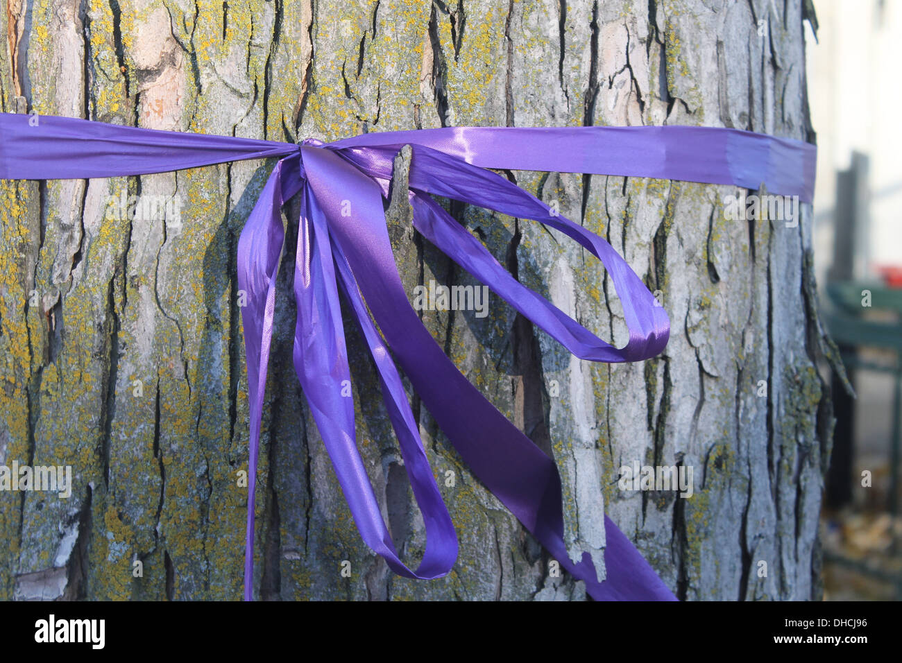 Ribbon tree hi-res stock photography and images - Alamy