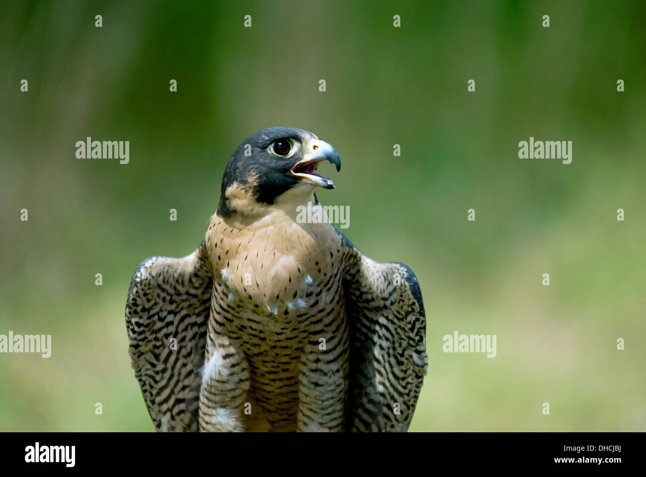 Peregrine Falcon Raptor Bird Stock Photos & Peregrine Falcon Raptor ...