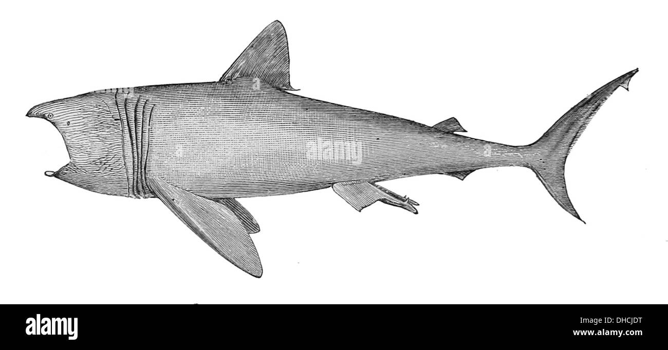 Cetorhinus maximus 1887 Stock Photo