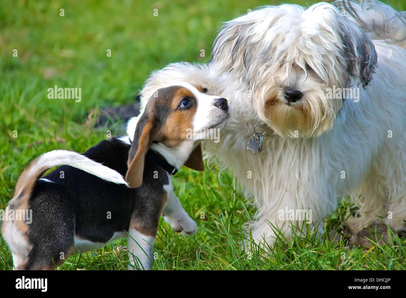 A Havanese and a beagle puppy playing in the wild on a green meadow. Stock Photo