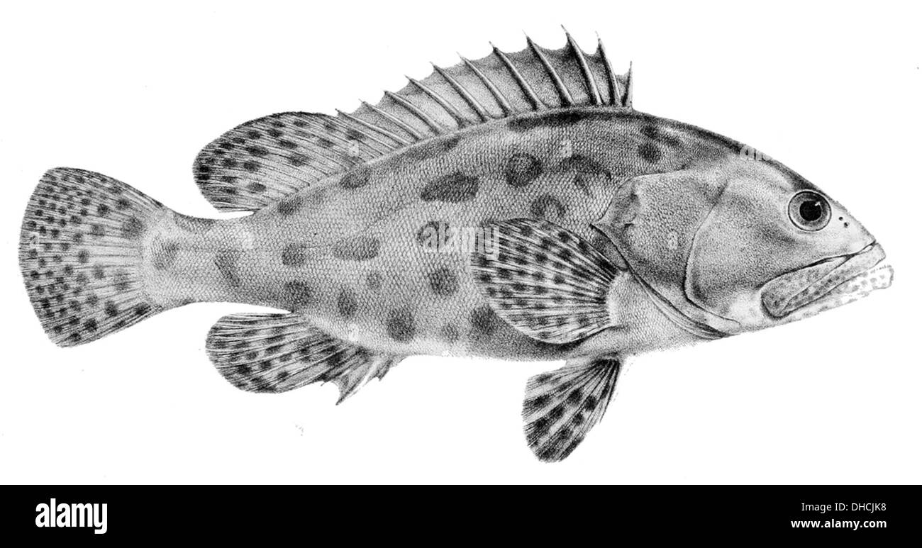 Epinephelus tukula 1866 Stock Photo