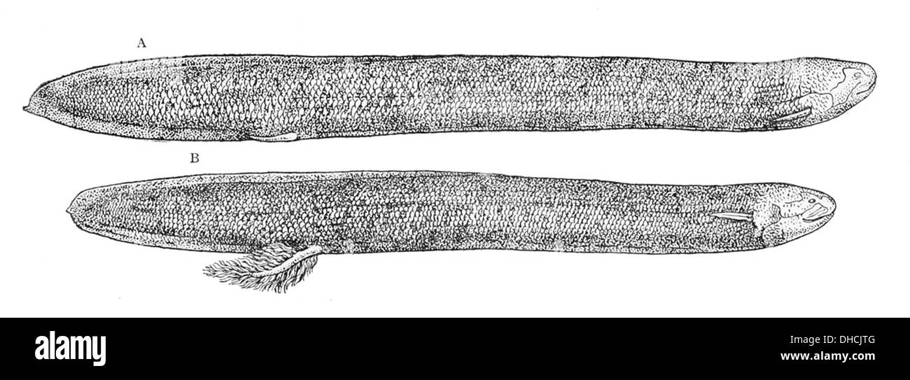 South american migration Cut Out Stock Images Pictures Alamy South american migration Cut Out Stock Images Pictures Alamy