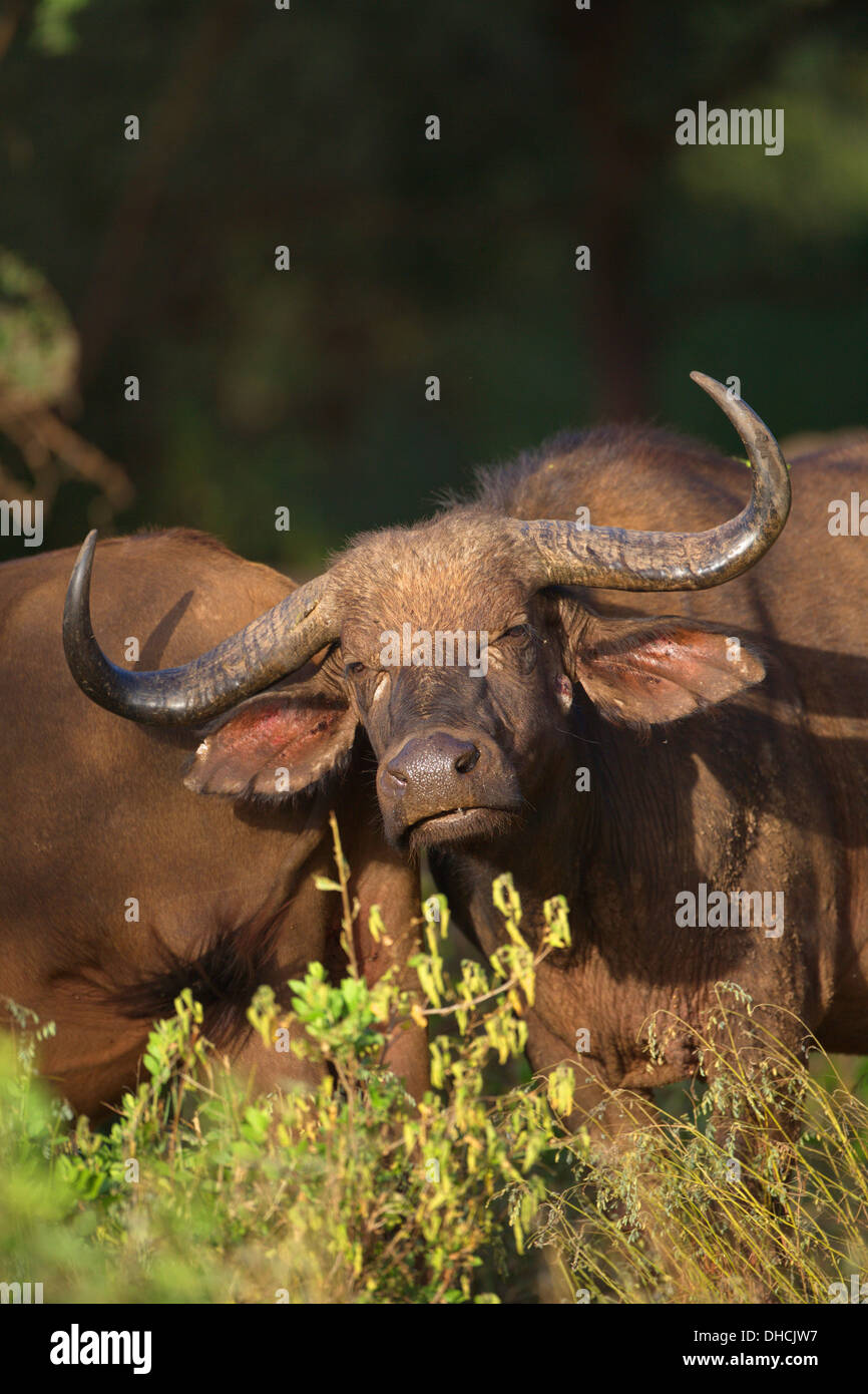 African Cape Buffalo. Savanna Buffalo. Syncerus caffer. Ngorongoro Crater. Tanzania, Africa. One of Big Five. Stock Photo
