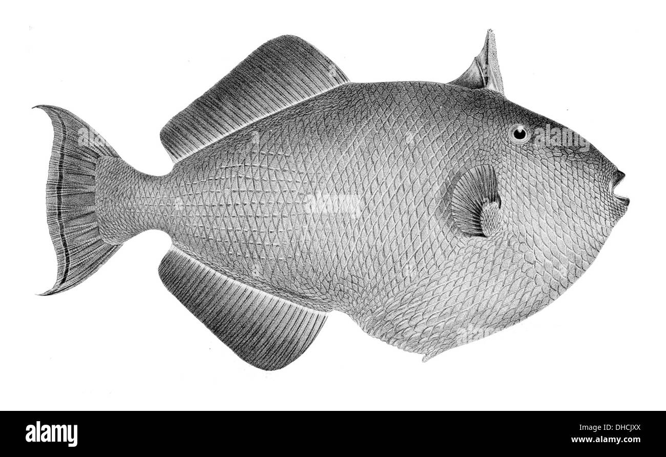 Indo pacific region Black and White Stock Photos & Images - Alamy