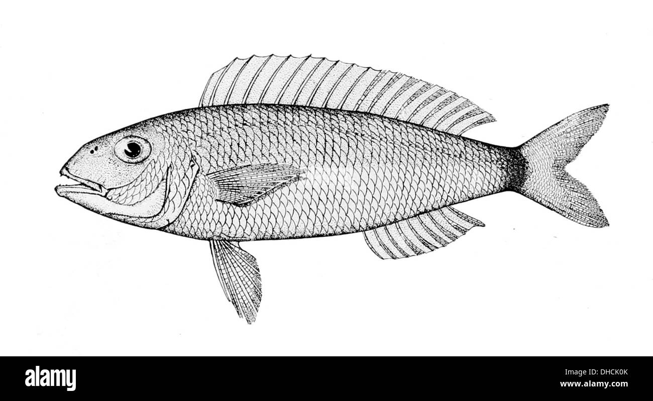 Nemipterus hi-res stock photography and images - Alamy