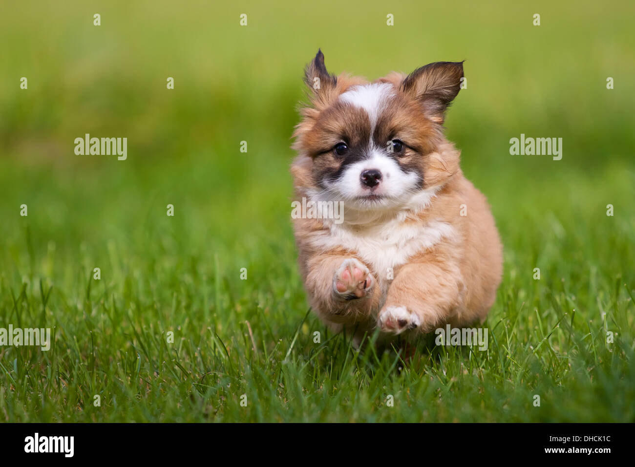 small mix breed puppies