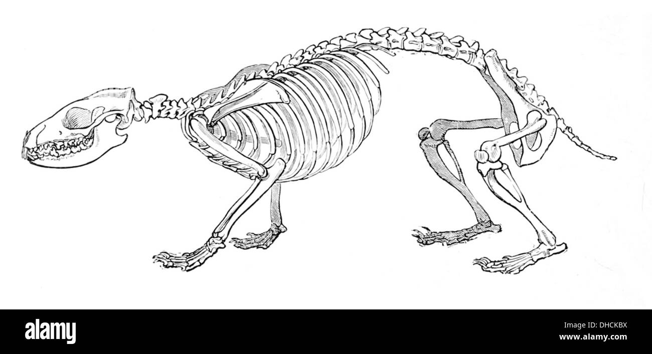 A skeletal specimen of a hedgehog, a small mammal known for its spiny coat and nocturnal habits. The hedgehog's skeleton is compact and adapted for its burrowing lifestyle, with specialized limbs for digging. Hedgehogs primarily feed on insects, small invertebrates, and some plant material. Stock Photo