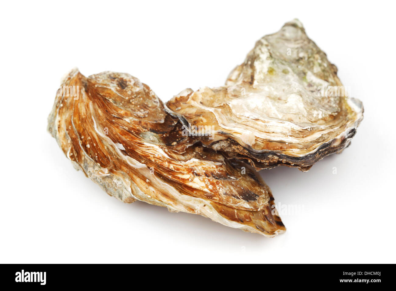 Oysters isolated on white background Stock Photo