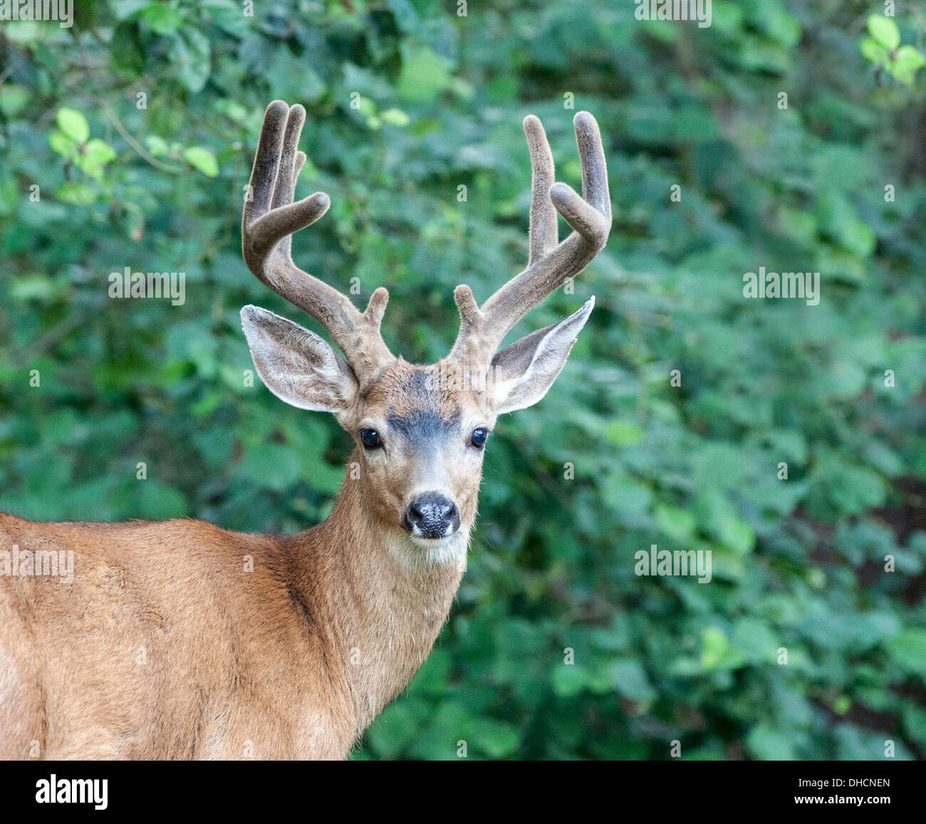 Young Buck with Antlers in Velvet Looking at the Camera Stock Photo