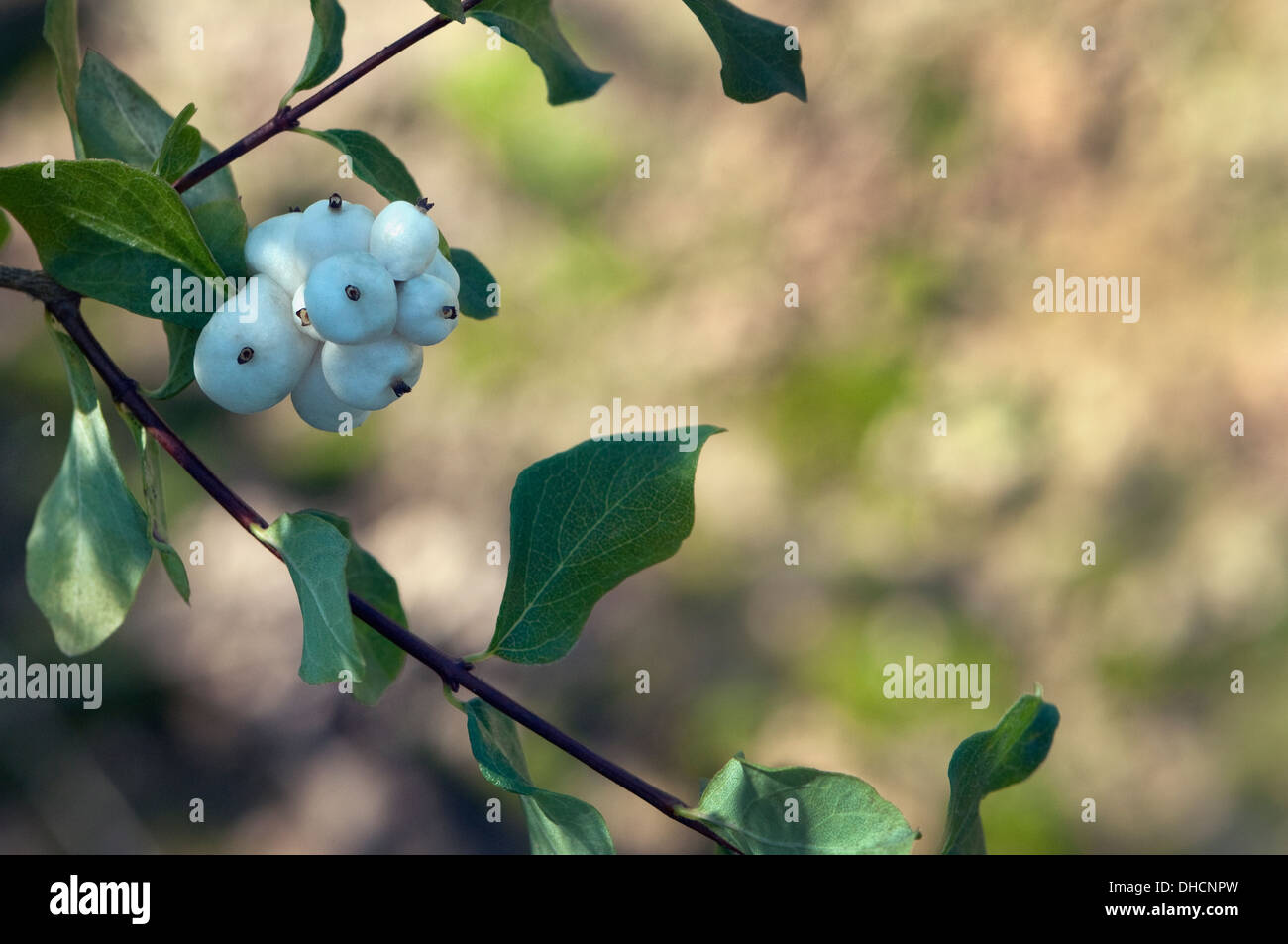 Symphoricarpos, Snowberry, Waxberry or Ghostberry Stock Photo