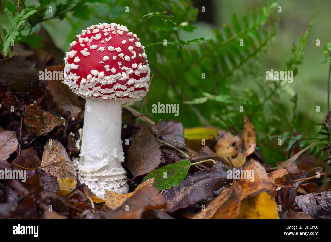 A lovely spotted red Fly Agaric mushroom among fallen Autumn leaves. Stock Photo