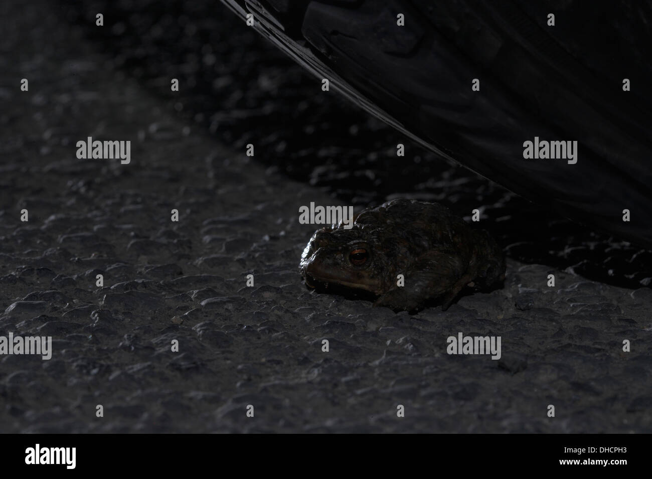 Common toad, bufo bufo, beneath the wheel of a car on buzy main road Stock Photo