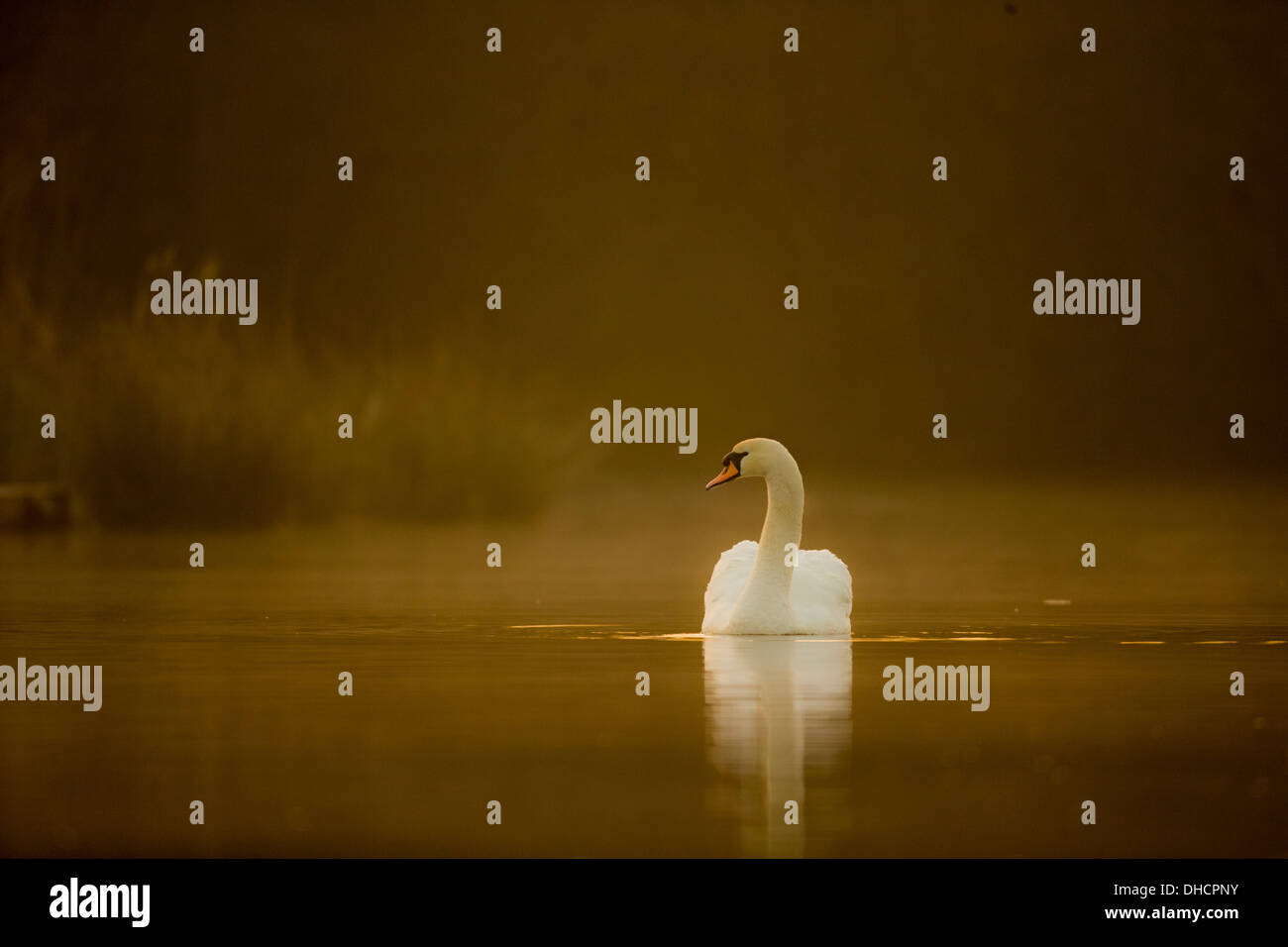 Mute swan Cygnus olor lake at dawn Stock Photo