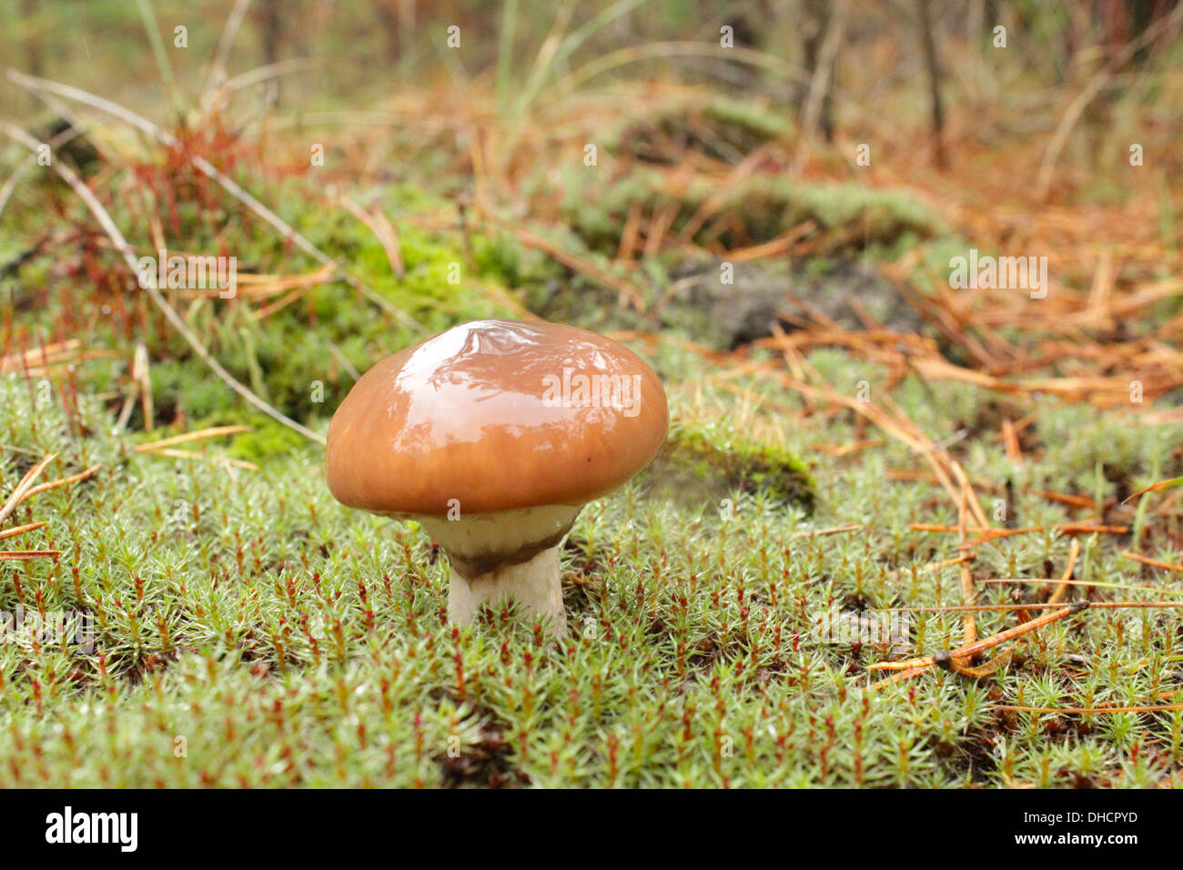 some nice mushrooms in the green moss Stock Photo