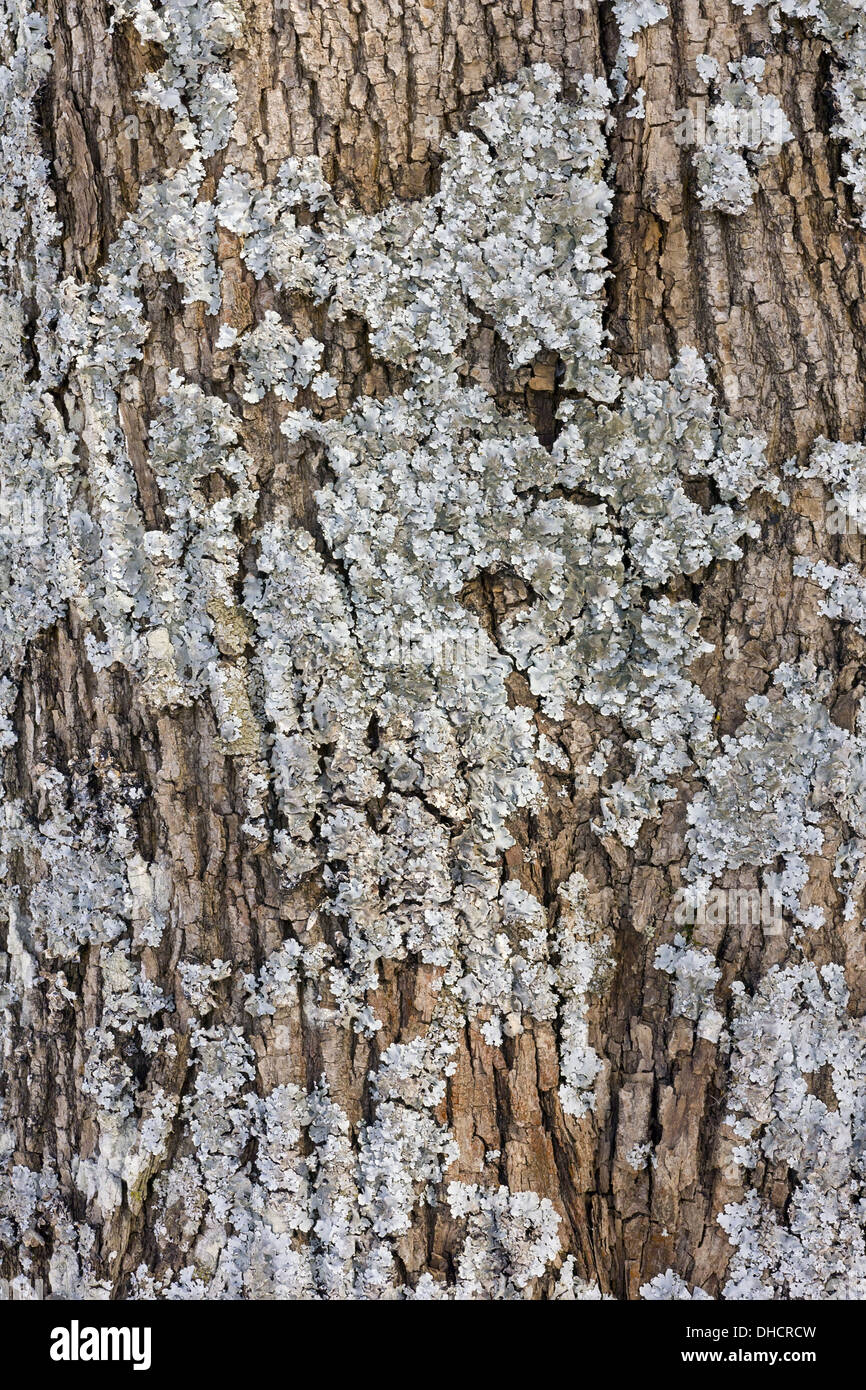 blue lichen grow on  oak Stock Photo