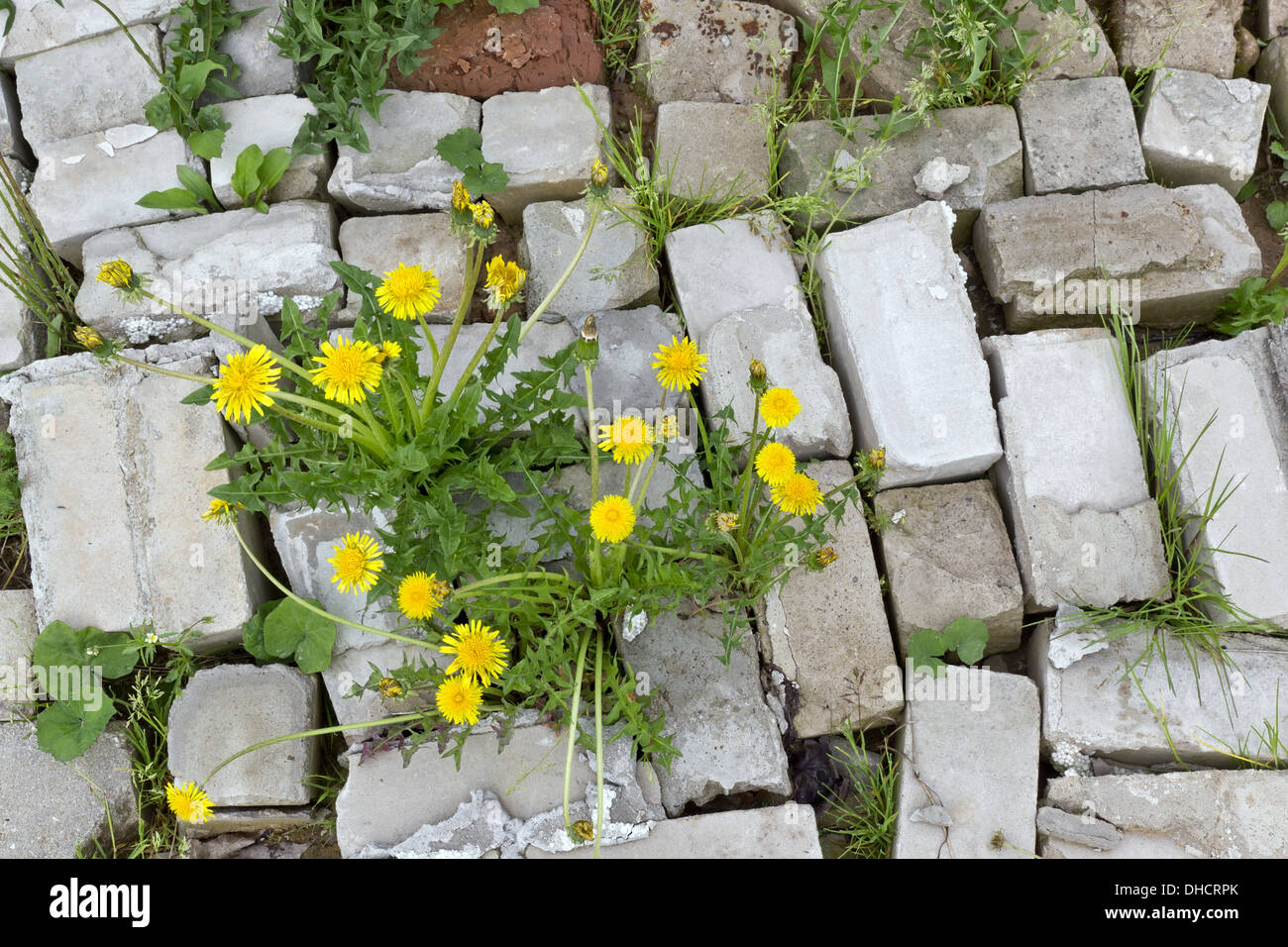 Life and flowers stronger than stone Stock Photo Alamy