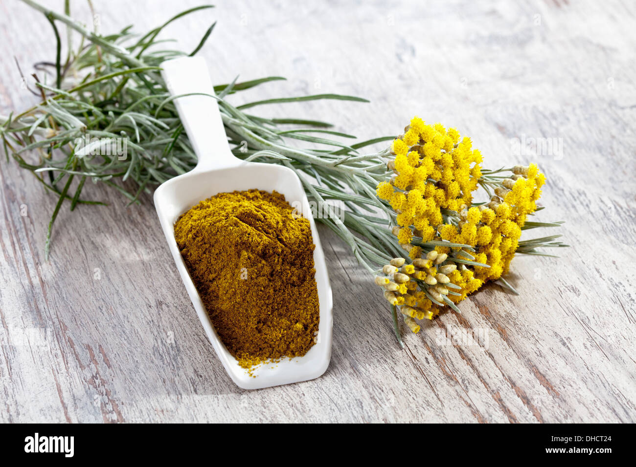 Curry plant (Helichrysum italicum) and shovel with curry powder Stock Photo 62362556 Alamy