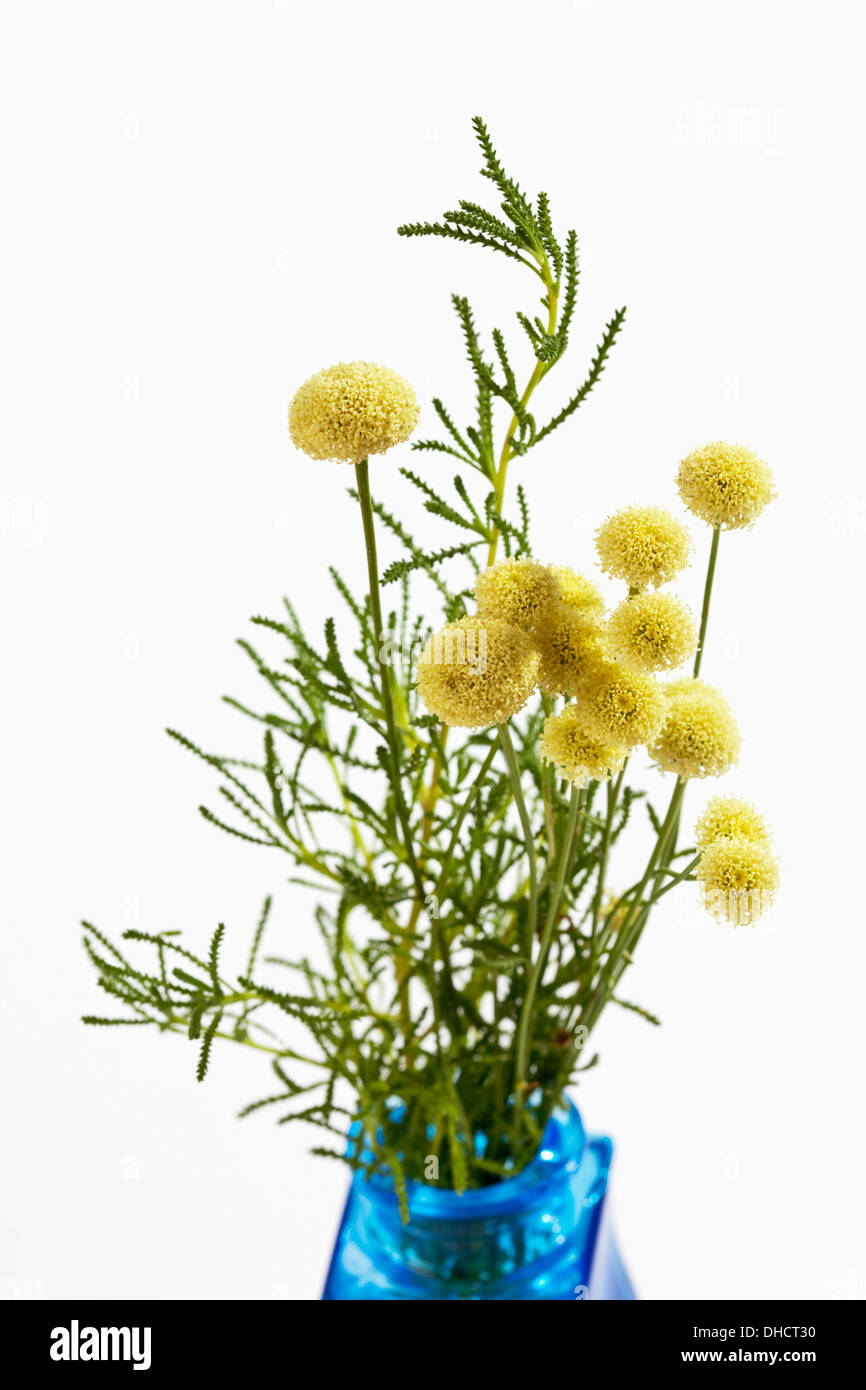 Green Santolina (Santolina viridis) with blossom Stock Photo