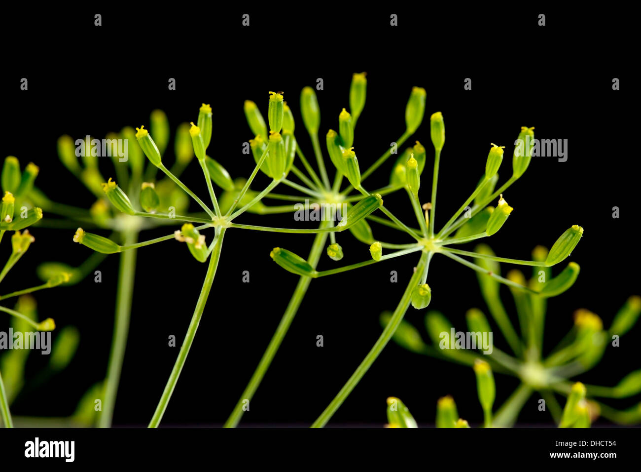 Dill blossoms hires stock photography and images Alamy