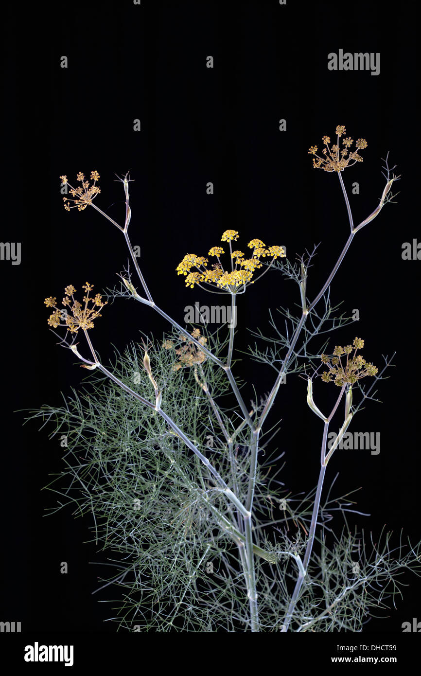Sweet fennel blossoms (Foeniculum vulgare var. dulce Stock Photo Alamy