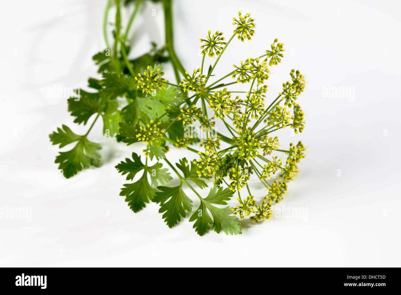 Flat leaf parsley (Petroselinum crispum) and blossom Stock Photo