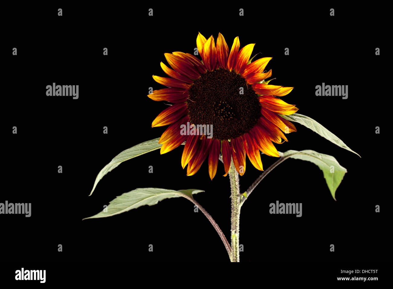 Bicolored sunflower (Helianthus) Stock Photo