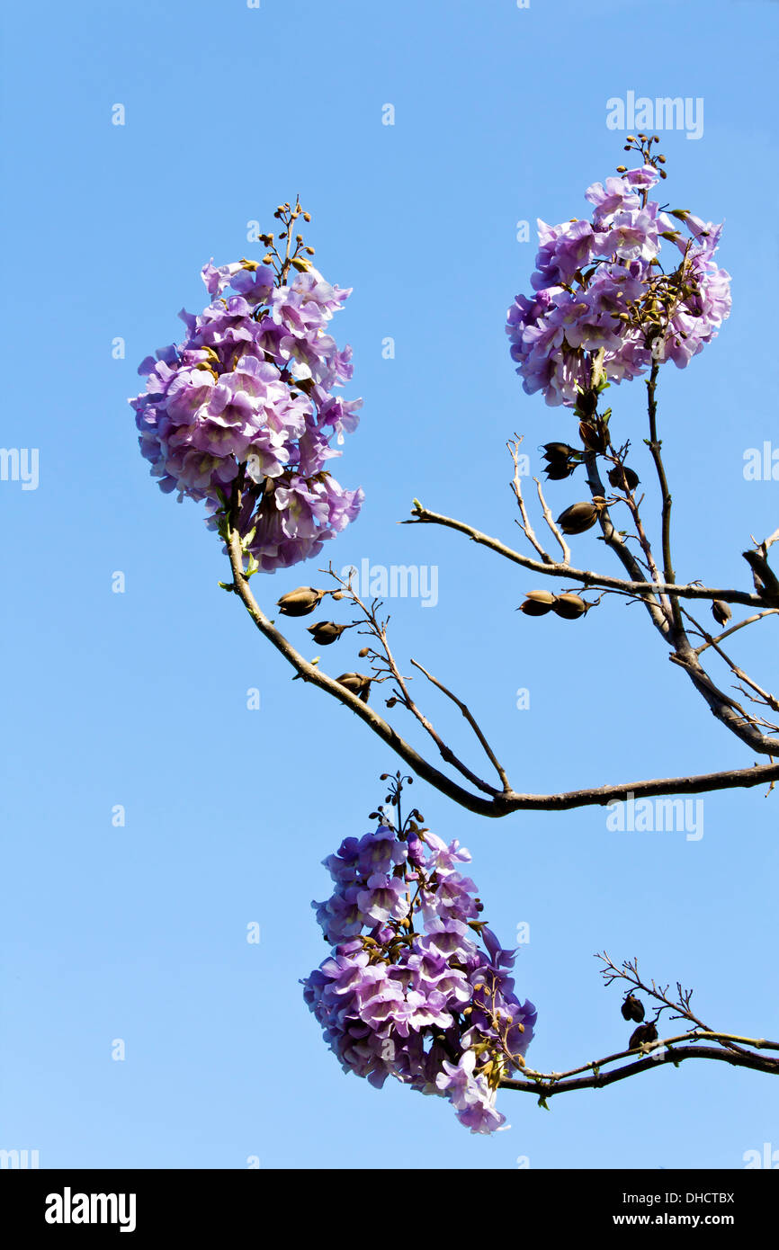 Flowers of an Empress Tree Stock Photo