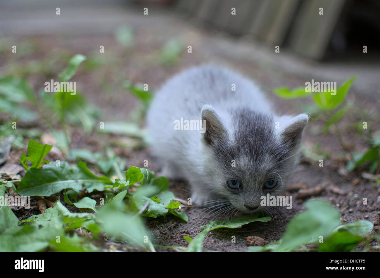 Little Shy Grey Kitten with Blue Eyes Stock Photo