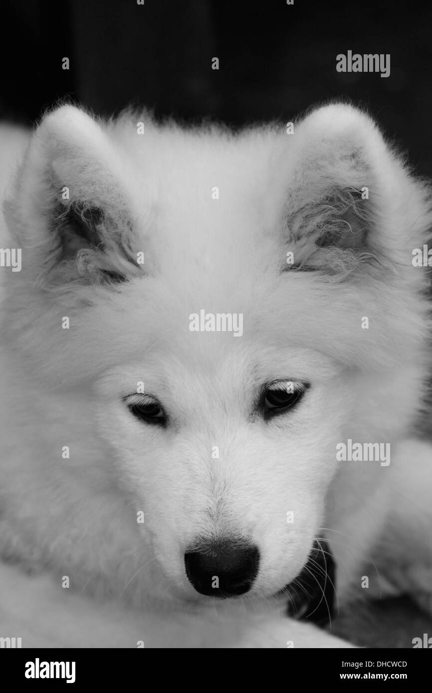Picture of Samoyed Puppy Stock Photo