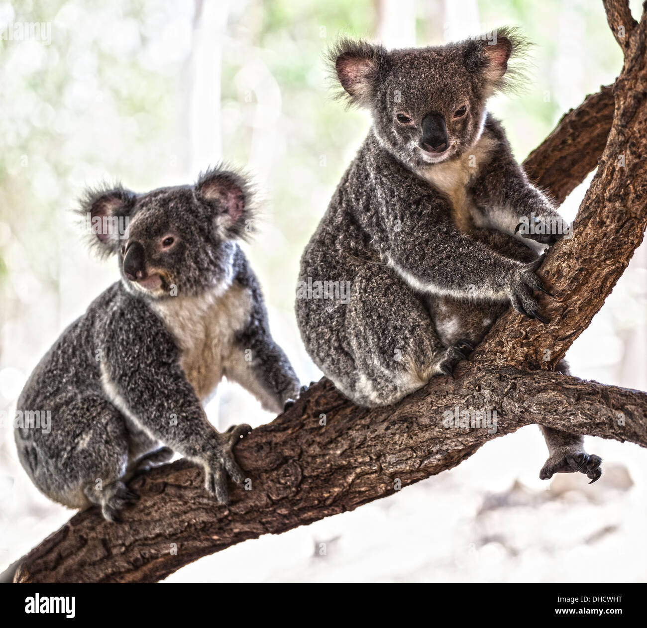 A Koala bear sitting in a tree in Australia Stock Photo - Alamy