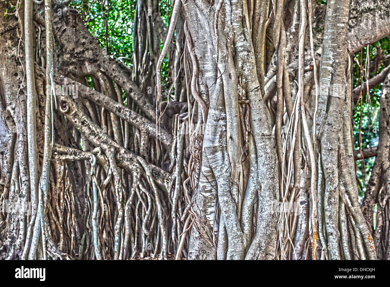 A close up of tree roots in Australia in full color in a landscape format. Stock Photo