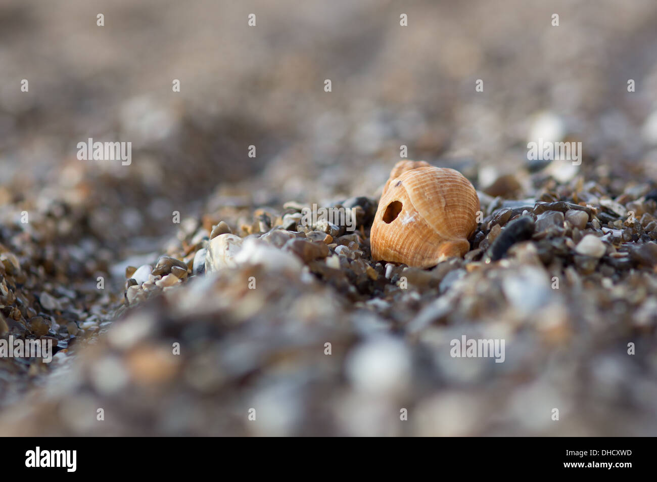 Shell Hole High Resolution Stock Photography and Images Alamy