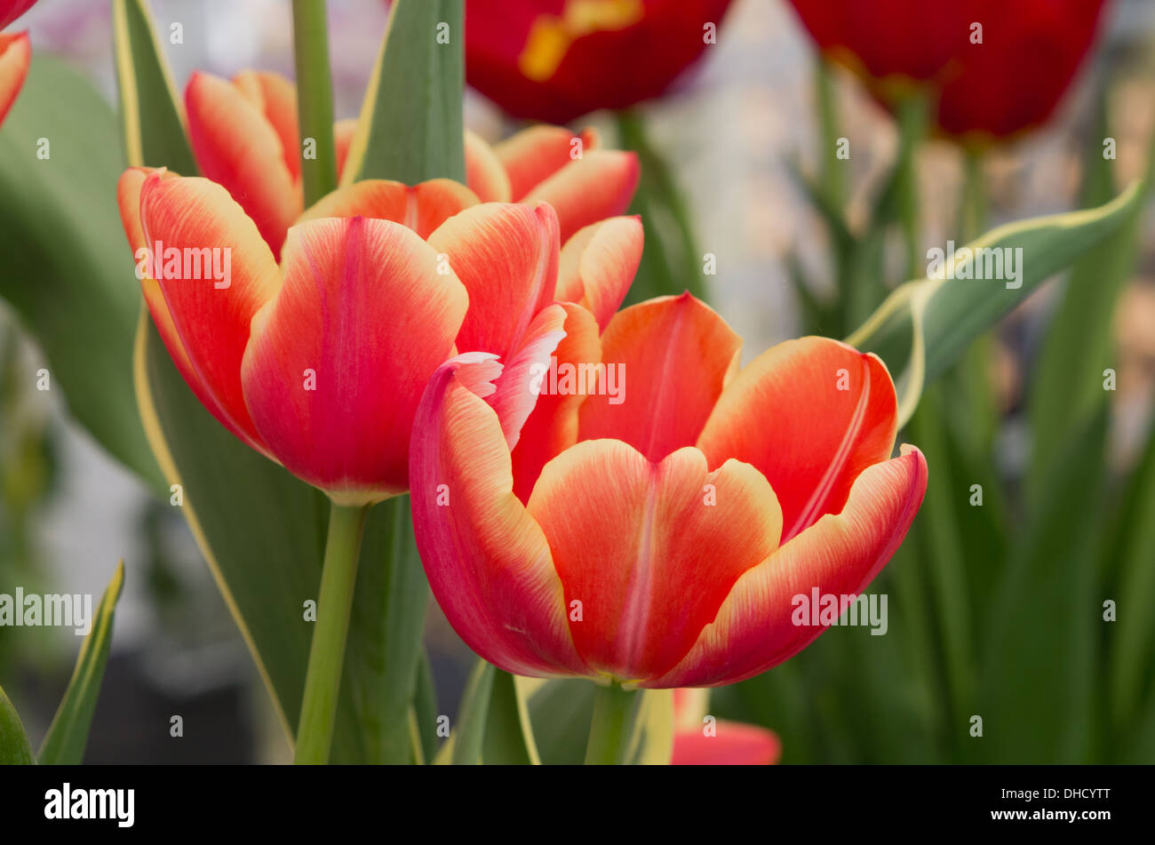 Variegated tulip hires stock photography and images Alamy
