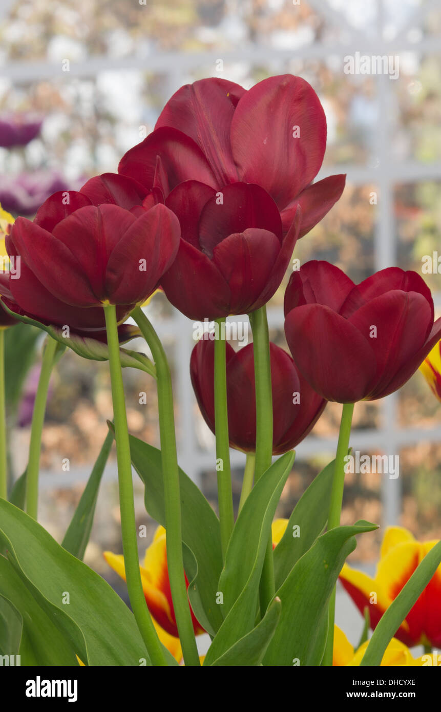 Tulip National Velvet Stock Photo